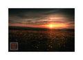 "Sunset - Field of Dandelions"