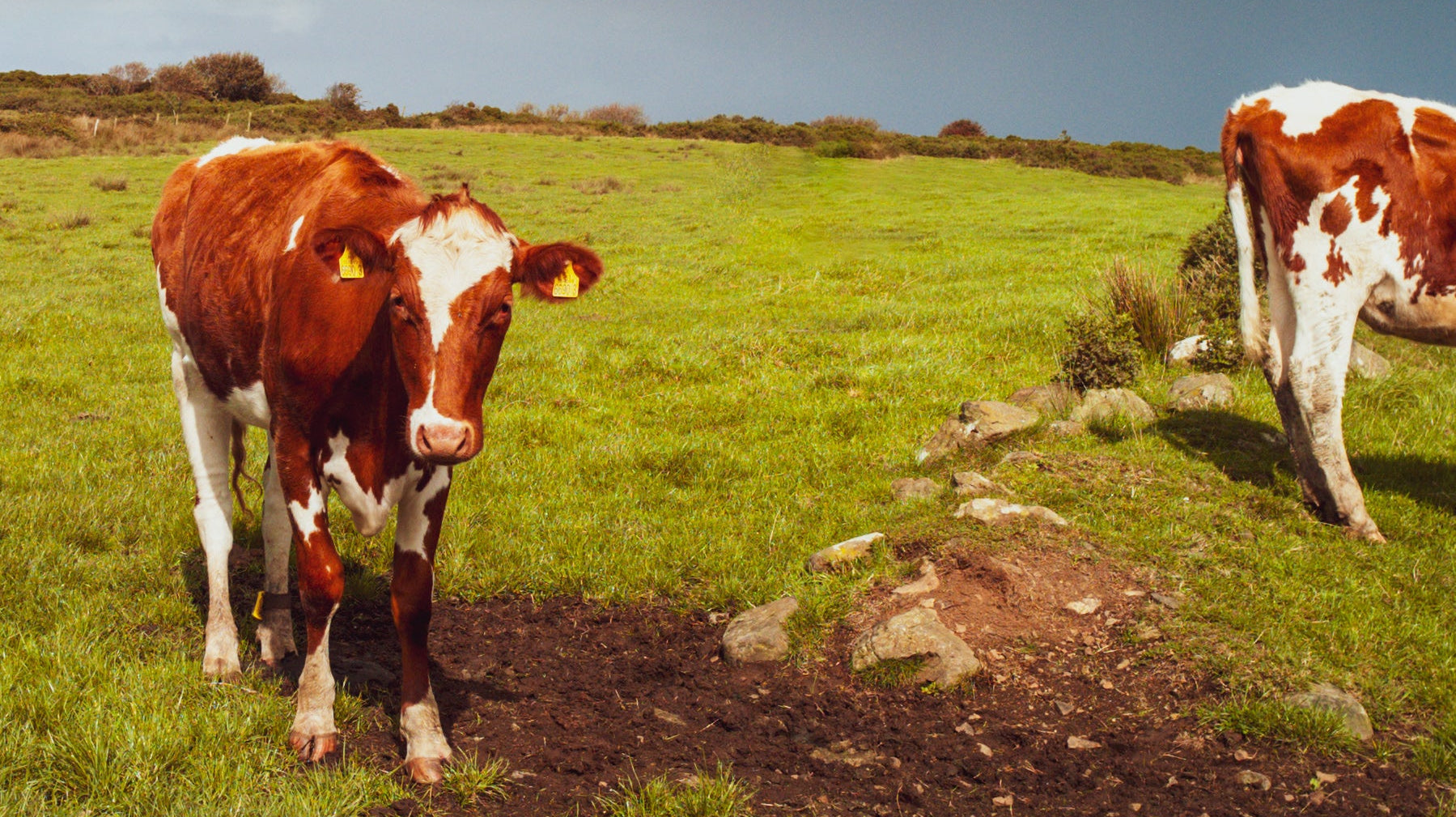 Two cows in a grassy field with a stormy sky.